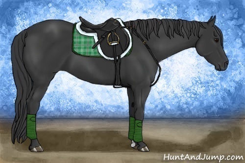 Horse Color:Black 