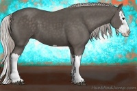 Horse Color:Silver Black Splash