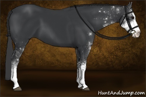 Horse Color:Black Sabino 