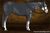 Horse Color:Black Sabino