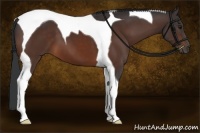 Horse Color:Brown Tobiano 