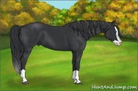 Horse Color:Black Splash