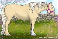 Horse Color:Gold Cream Champagne