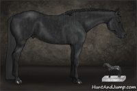 Horse Color:Black Chinchilla and Gray Black Chinchilla