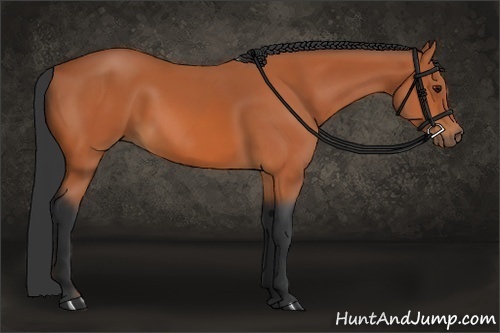 Horse Color:Bay and Bay Rabicano