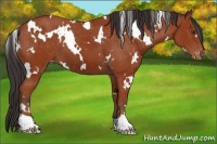 Horse Color:White Spotted Bay Varnish