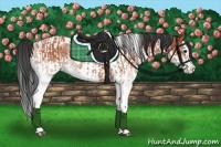 Horse Color:White Spotted Bay Splash  and White Spotted Bay Splash Tobiano 
