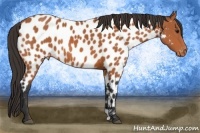 Horse Color:Bay Near Leopard 