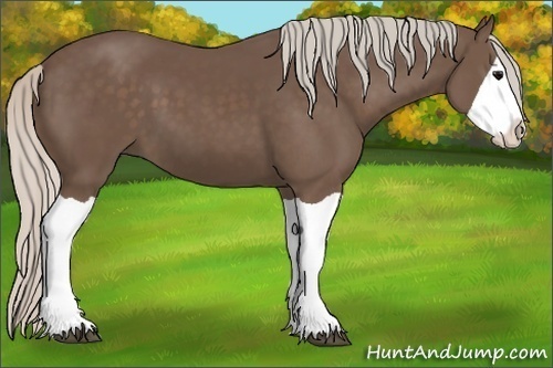 Horse Color:Silver Black Splash