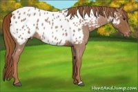 Horse Color:Red Roan Appaloosa 