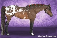 Horse Color:Buckskin Appaloosa