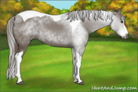Horse Color:Gray Chestnut Splash Tobiano