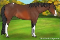Horse Color:Bay Splash Tobiano