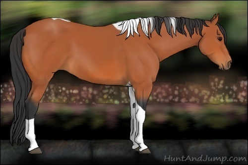 Horse Color:Bay Tobiano 