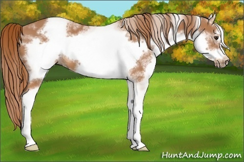 Horse Color:White Spotted Chestnut Frame 