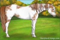 Horse Color:White Spotted Chestnut Frame