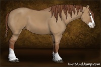 Horse Color:Red Dun Splash 