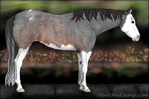 Horse Color:Brown Roan Sabino Splash Appaloosa