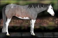 Horse Color:Brown Roan Sabino Splash Appaloosa