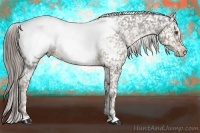 Horse Color:Chocolate Palomino Appaloosa