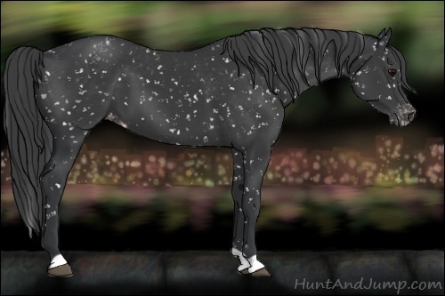 Horse Color:Black Appaloosa 