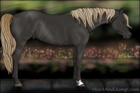 Horse Color:Liver Chestnut Rabicano 