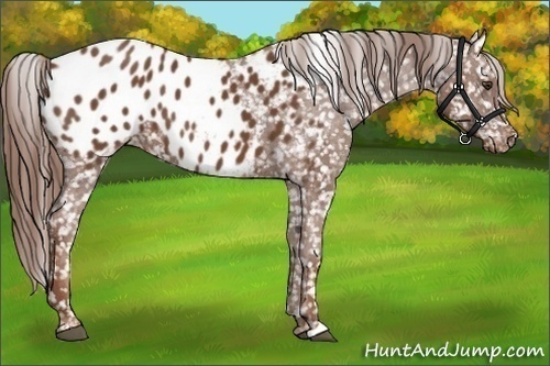 Horse Color:Chestnut Appaloosa 