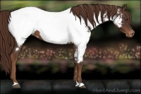 Horse Color:Liver Chestnut Appaloosa 