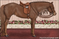 Horse Color:Chestnut Appaloosa 