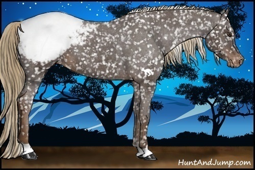 Horse Color:Liver Chestnut Appaloosa 