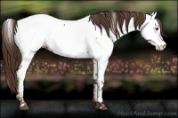 Horse Color:Liver Chestnut Appaloosa 