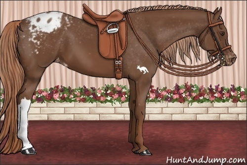 Horse Color:Chestnut Appaloosa