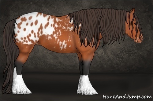 Horse Color:Bay Appaloosa 
