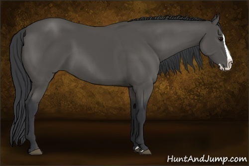Horse Color:Black Splash