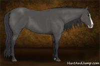 Horse Color:Black Splash