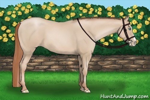 Horse Color:Smoky Black Pearl Splash 