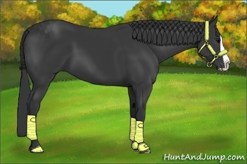 Horse Color:Black Splash