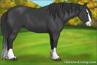 Horse Color:Black Splash