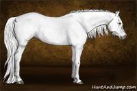Horse Color:Gray White Spotted Chestnut 