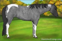 Horse Color:Blue Roan Tobiano