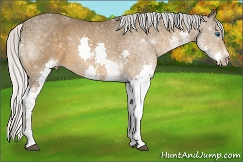 Horse Color:Silver Bay Splash 