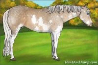 Horse Color:Silver Bay Splash