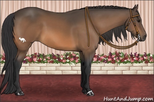 Horse Color:Buckskin 