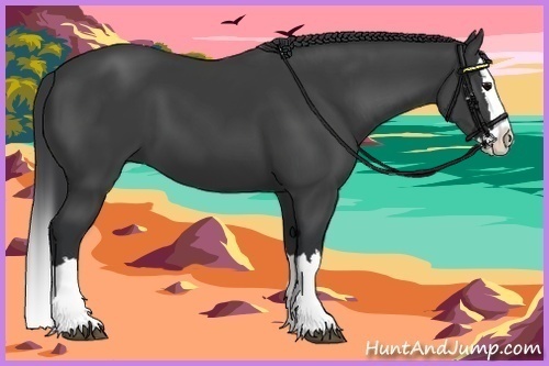 Horse Color:Black Splash 