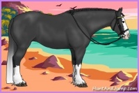 Horse Color:Black Splash