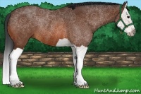 Horse Color:Bay Splash Rabicano
