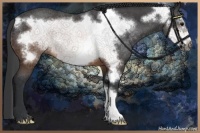 Horse Color:Brown Frame Rabicano