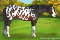 Horse Color:Brown Splash Appaloosa 
