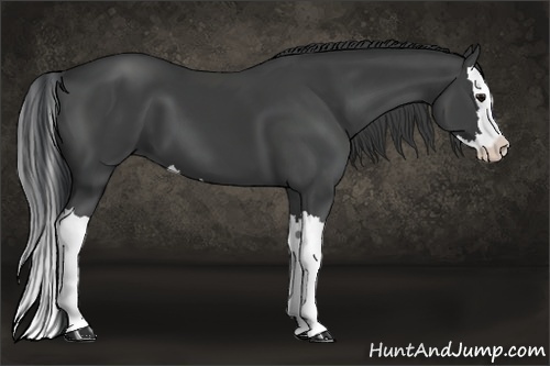 Horse Color:Black Splash