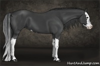 Horse Color:Black Splash